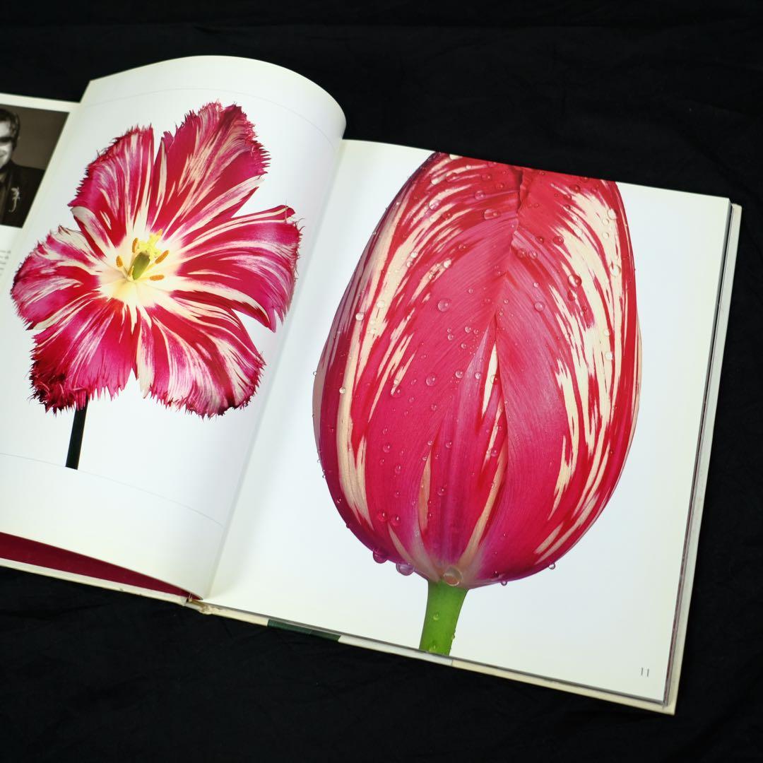 TULIPS by PETER ARNOLD チューリップ　花の写真集　洋書