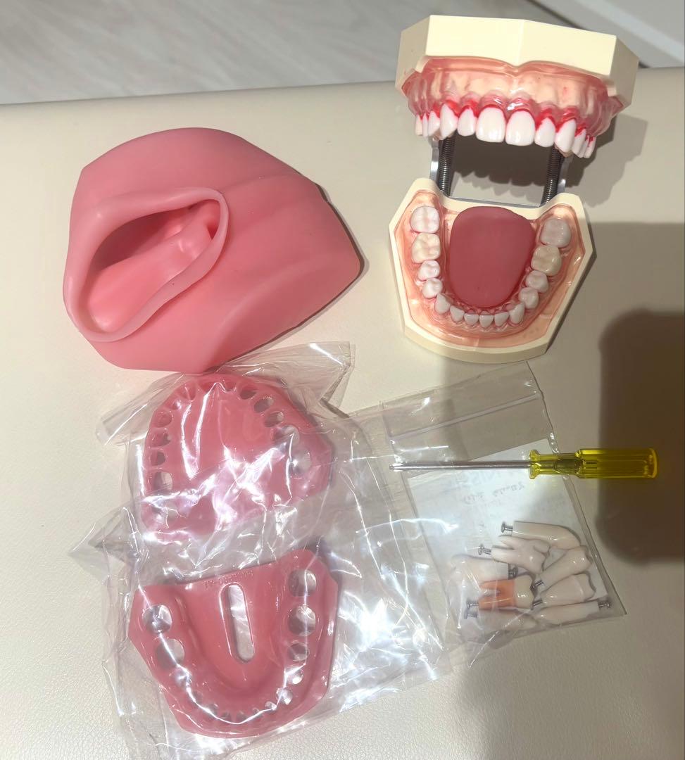 ニッシン歯科模型 歯科衛生士 NISSIN 額模型 顎模型 デンタルモデル