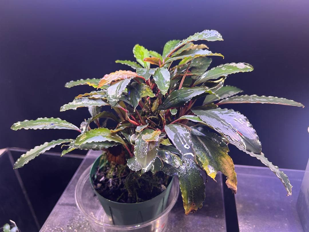 【AZ便】Bucephalandra sp. \"Deep Purple\" 初便