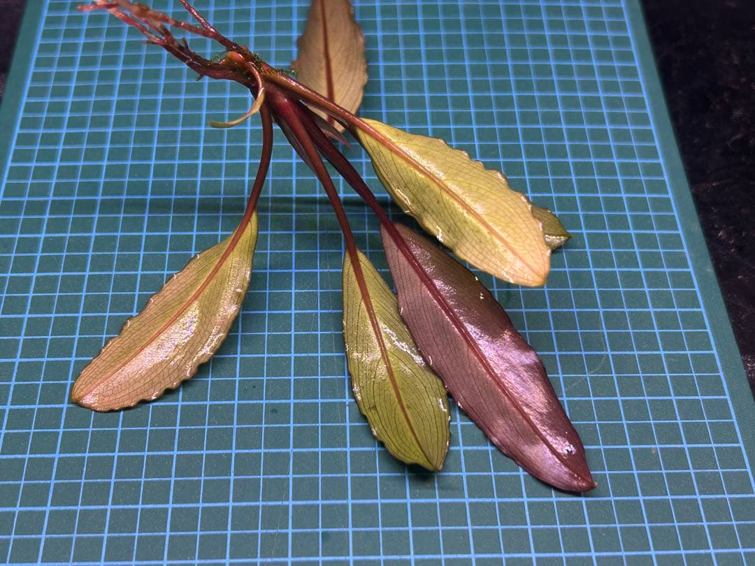 【AZ便】Bucephalandra sp. \"Deep Purple\" 初便