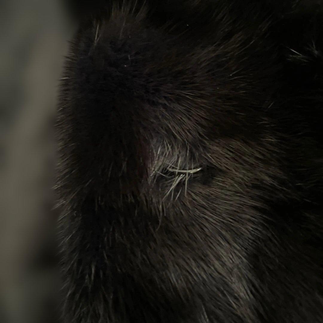 VIOLETA ブラックミンクベストLサイズ