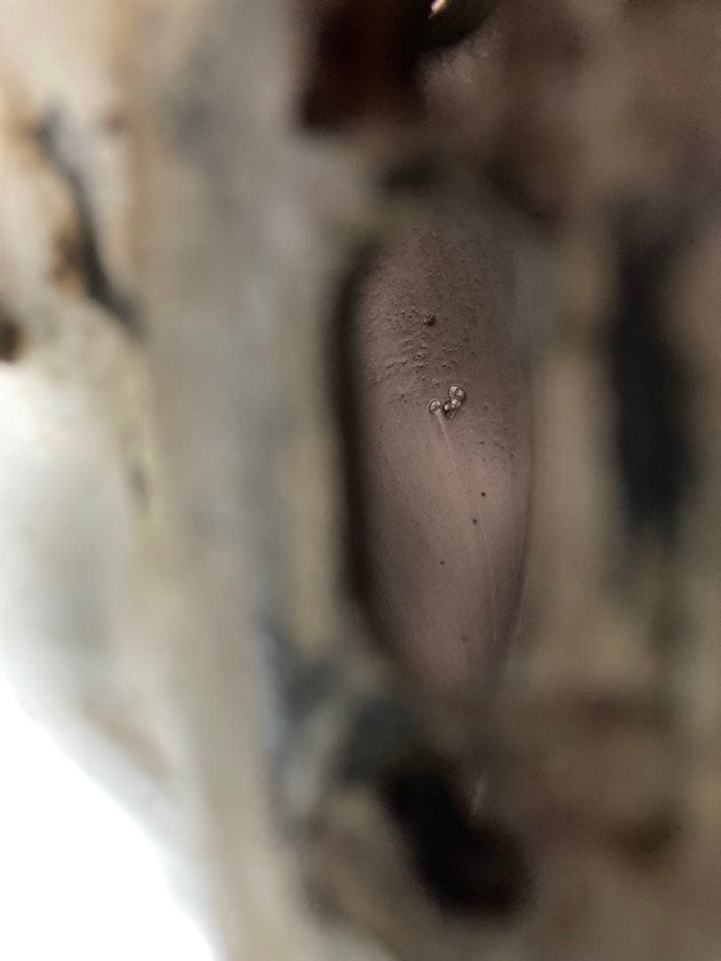 R1-Z 3XC 錆び止め施工済み　ガソリンタンク