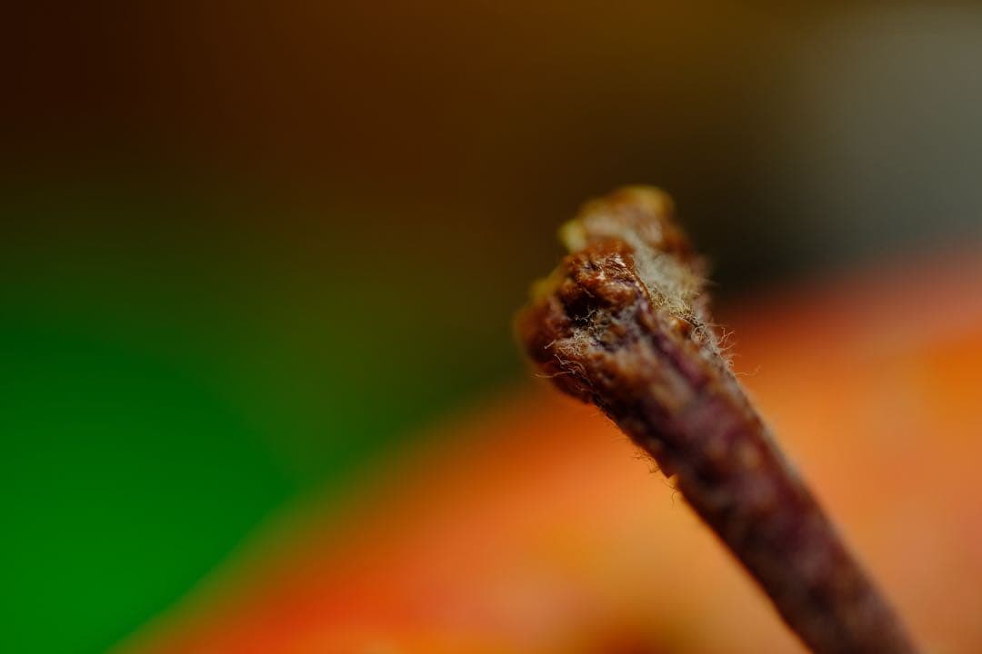 マクロ Zeiss Touit 2.8/50M 単焦点レンズ（Xマウント）