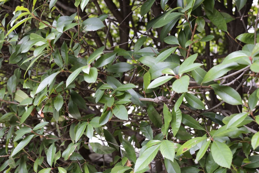 Canon EF 40mm F2.8 STM 単焦点レンズ (フィルター付き)