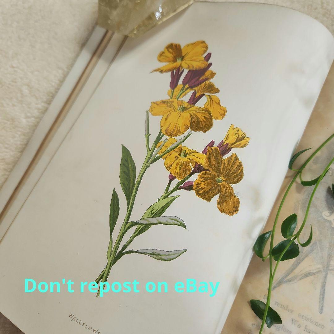 植物図鑑　洋書　ボタニカルアート　アンティーク　リトグラフ　25