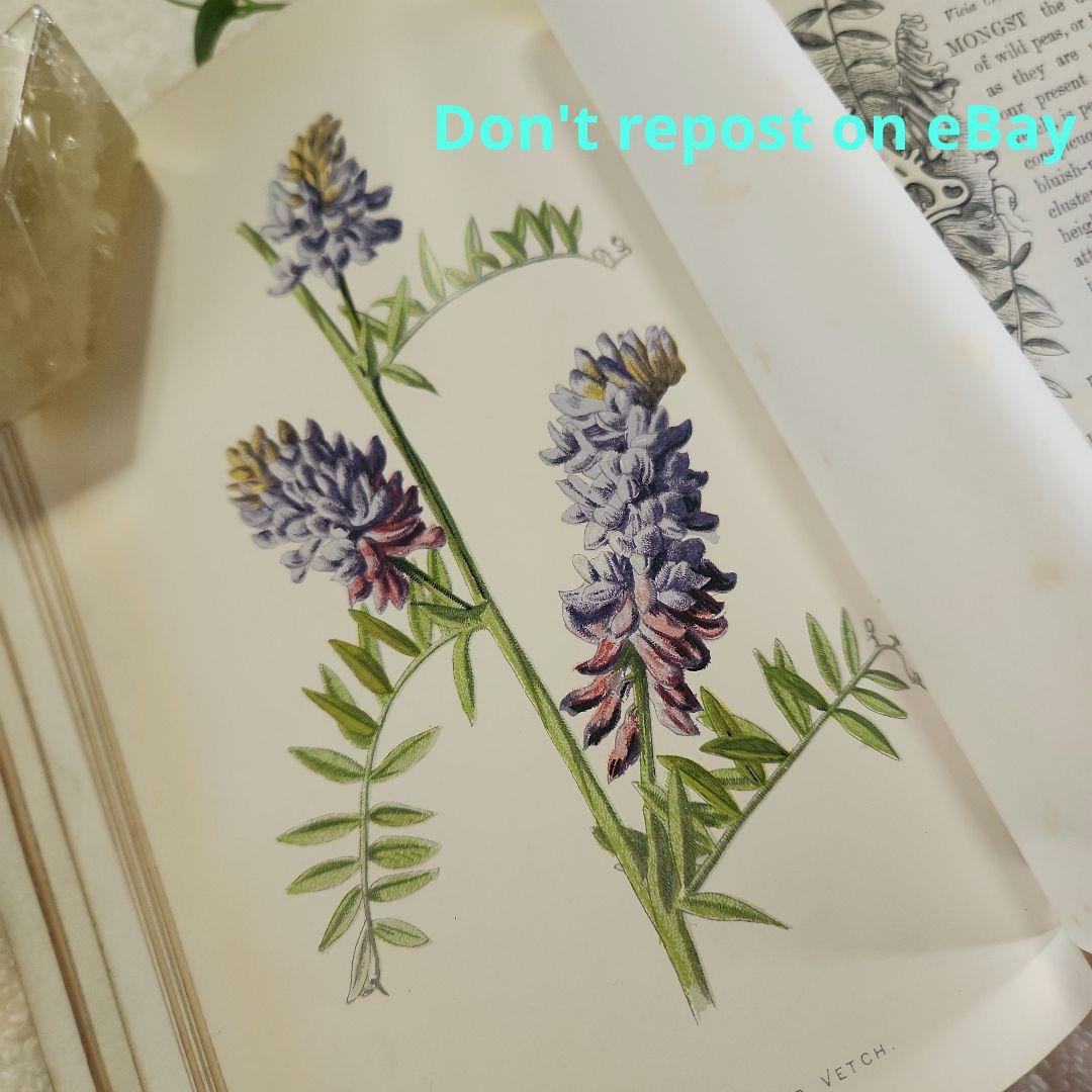 植物図鑑　洋書　ボタニカルアート　アンティーク　リトグラフ　25