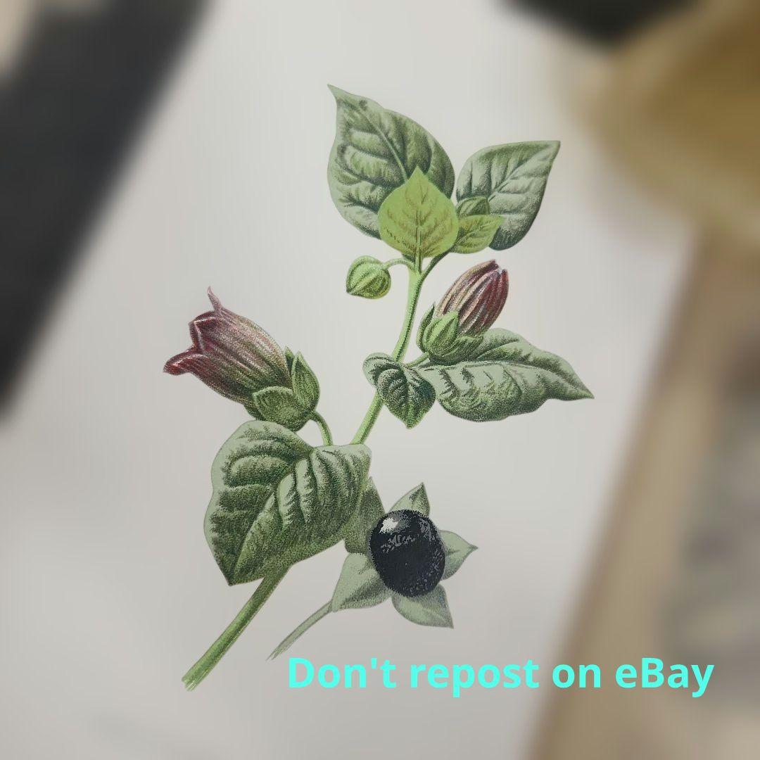 植物図鑑　洋書　ボタニカルアート　アンティーク　リトグラフ　25