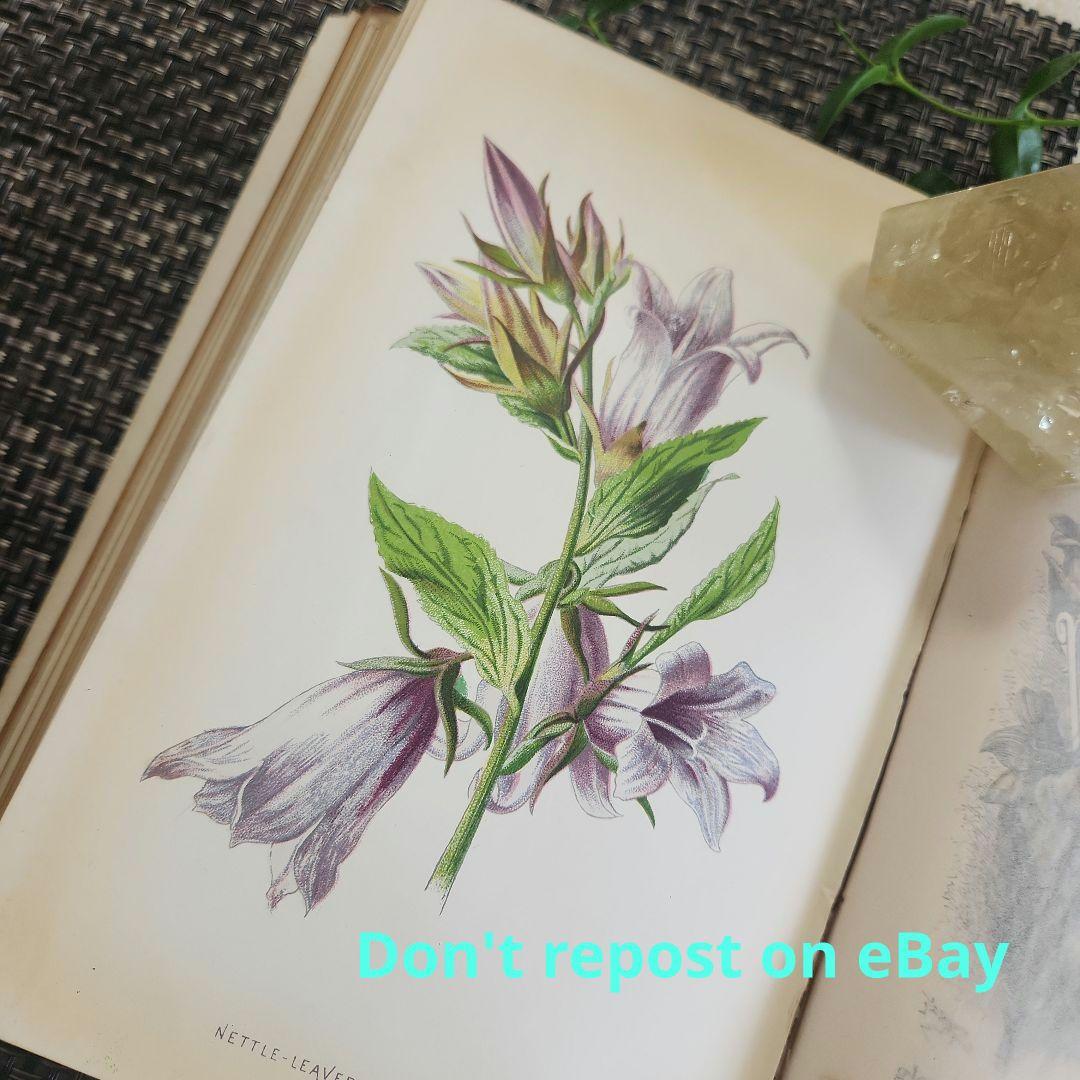 植物図鑑　洋書　ボタニカルアート　アンティーク　リトグラフ　25