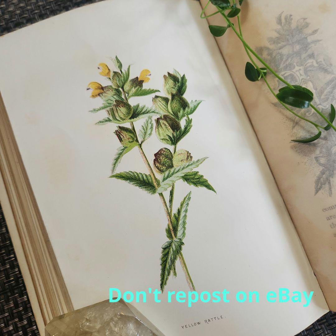 植物図鑑　洋書　ボタニカルアート　アンティーク　リトグラフ　25