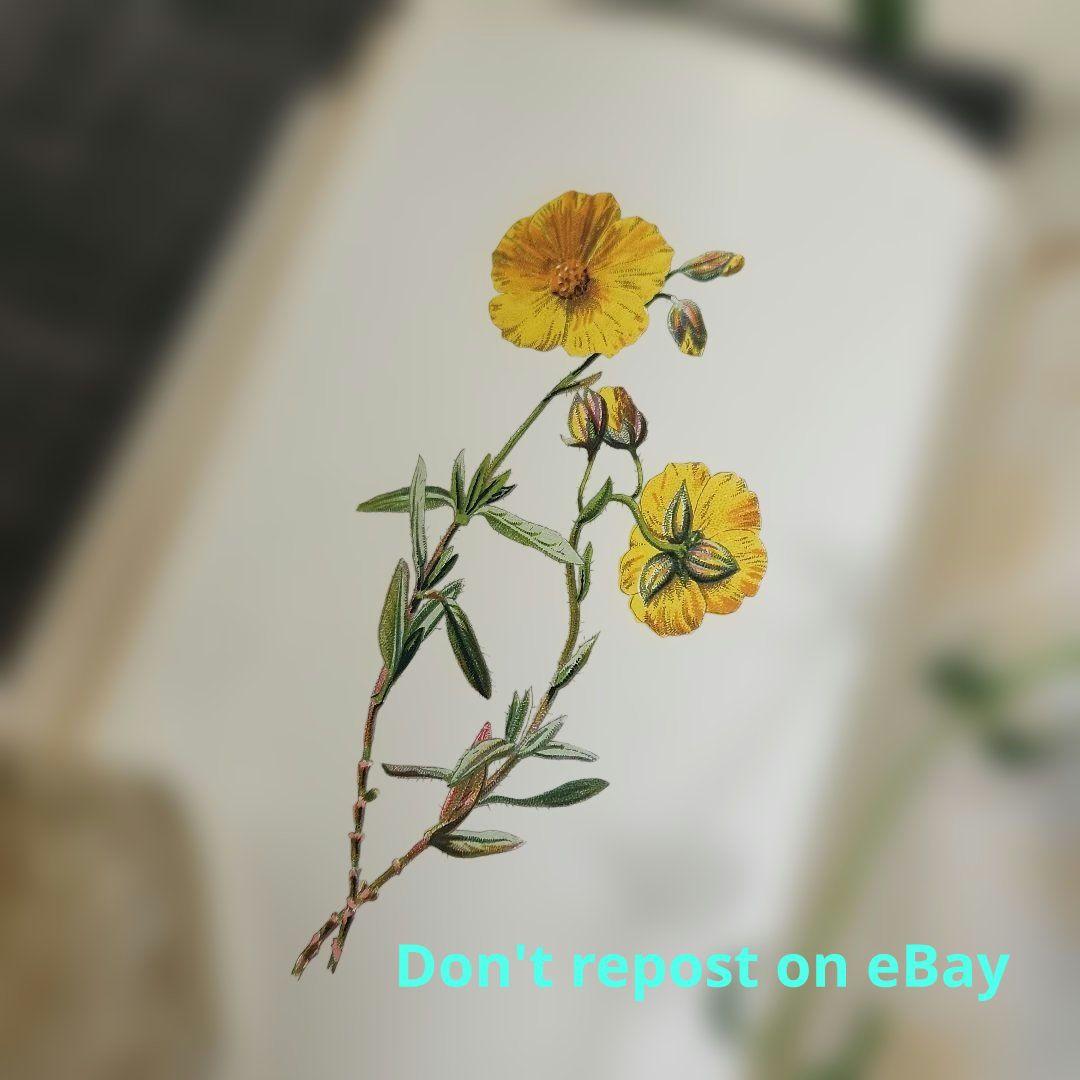 植物図鑑　洋書　ボタニカルアート　アンティーク　リトグラフ　25