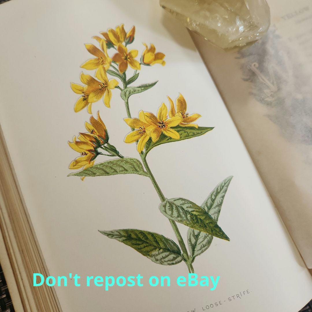 植物図鑑　洋書　ボタニカルアート　アンティーク　リトグラフ　25