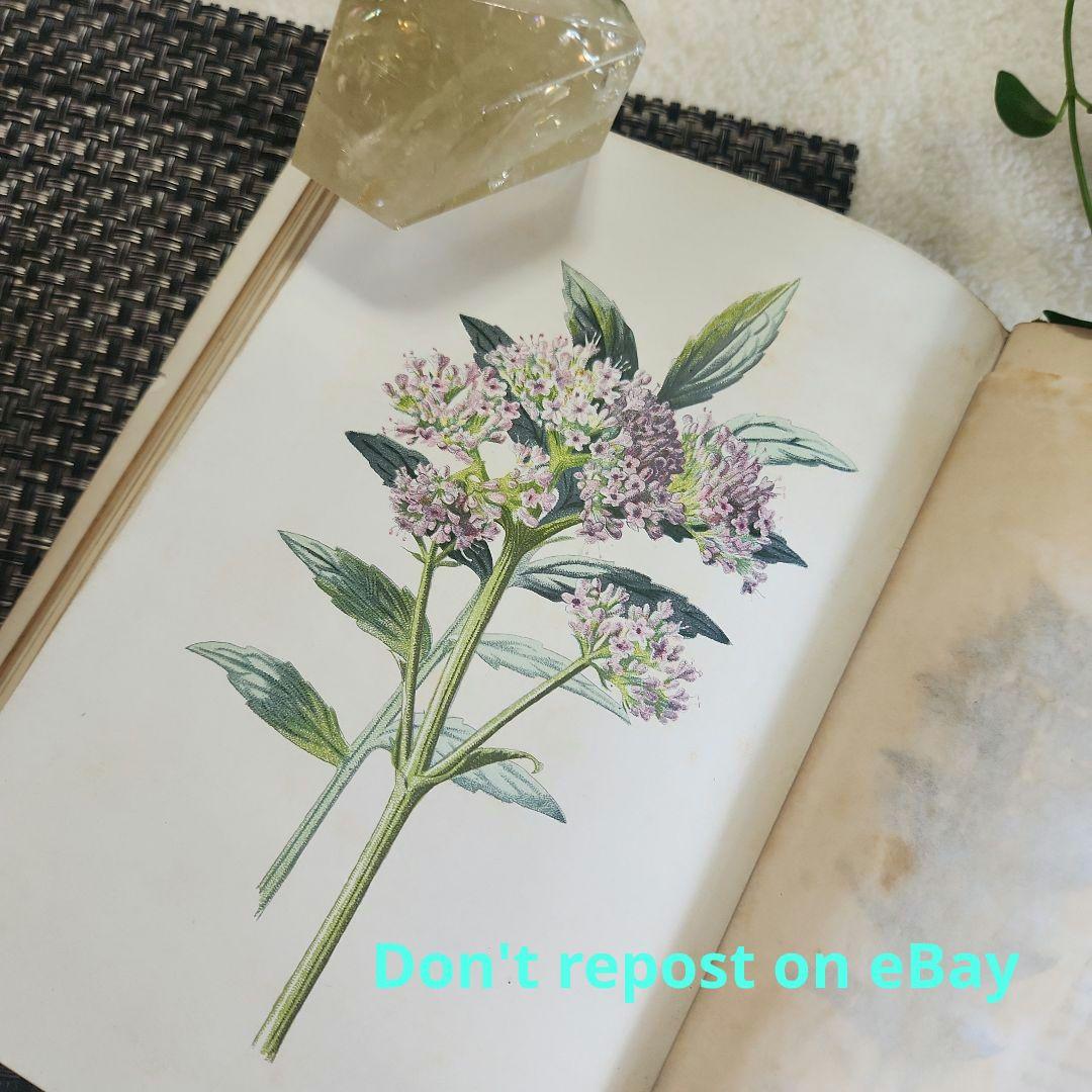 植物図鑑　洋書　ボタニカルアート　アンティーク　リトグラフ　25
