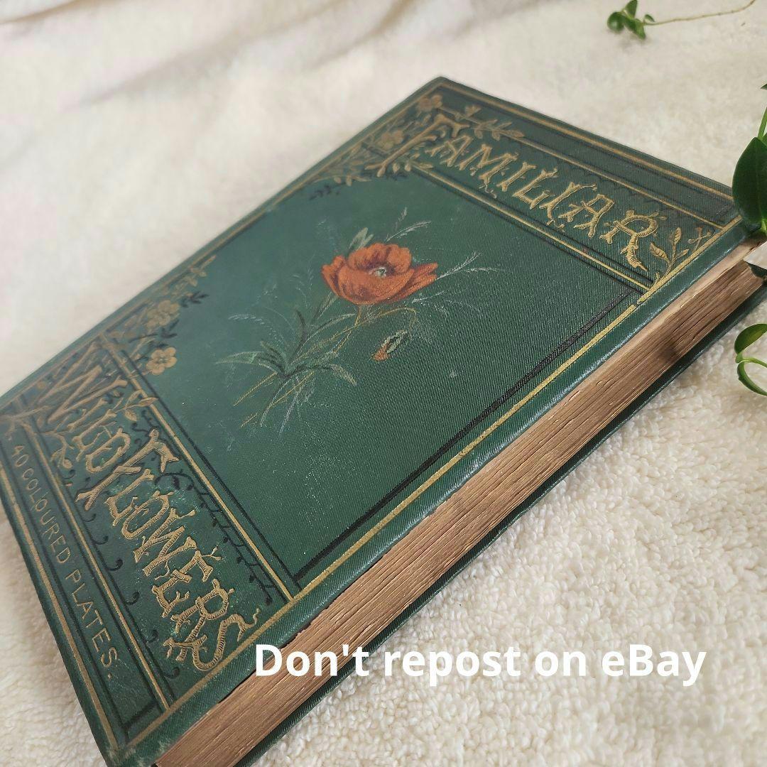 植物図鑑　洋書　ボタニカルアート　アンティーク　リトグラフ　25