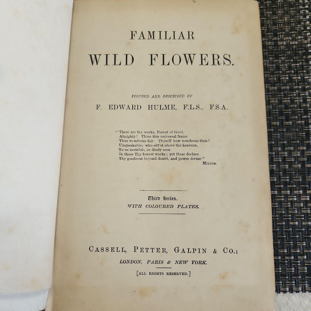 植物図鑑　洋書　ボタニカルアート　アンティーク　リトグラフ　25