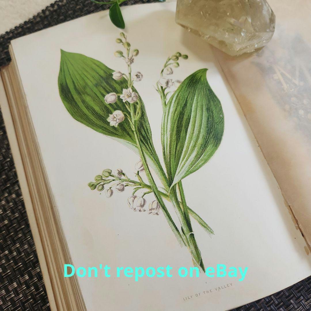 植物図鑑　洋書　ボタニカルアート　アンティーク　リトグラフ　25