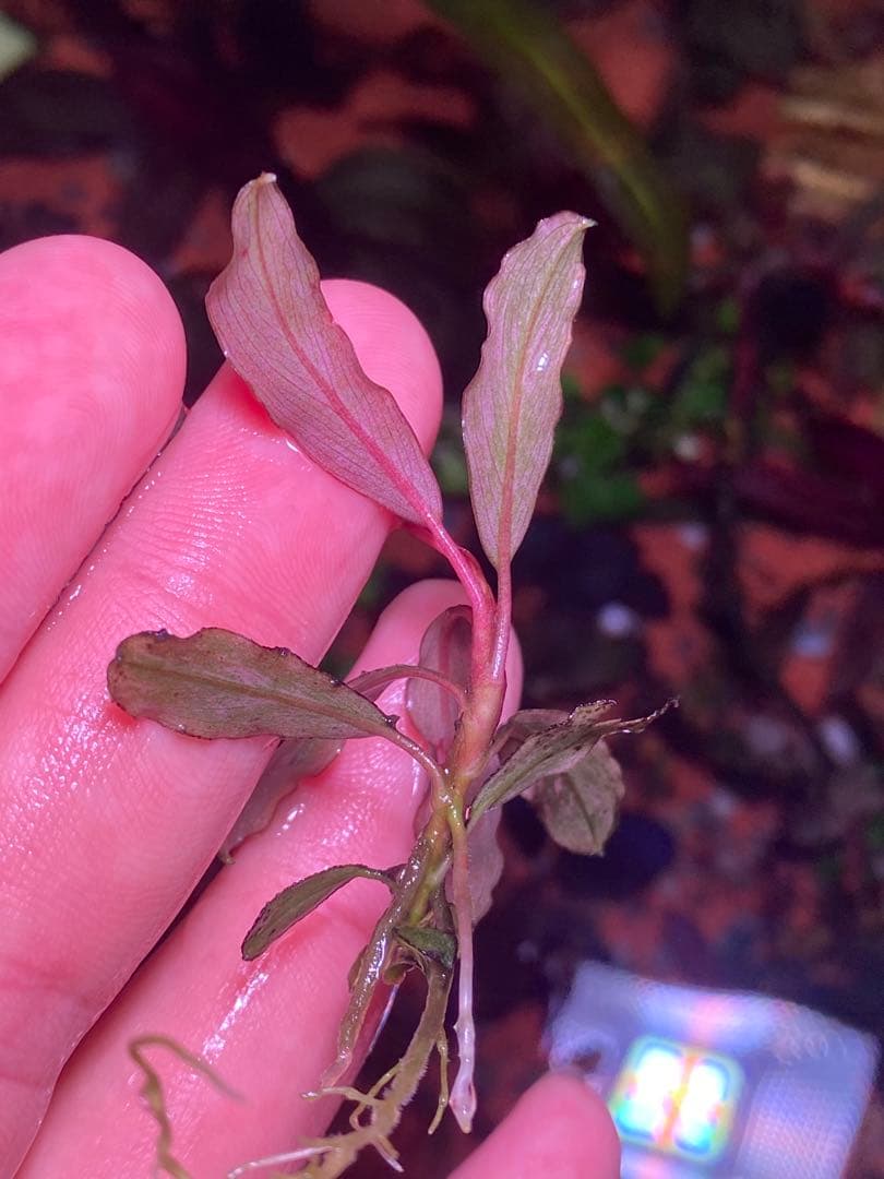 ブセファランドラｓｐ. ピンクバリエガータ斑入り