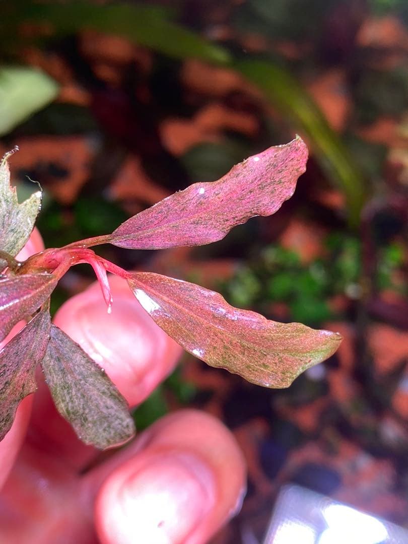 ブセファランドラｓｐ. ピンクバリエガータ斑入り