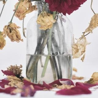 唾奇 / Camellia [2LP] 日本武道館限定盤