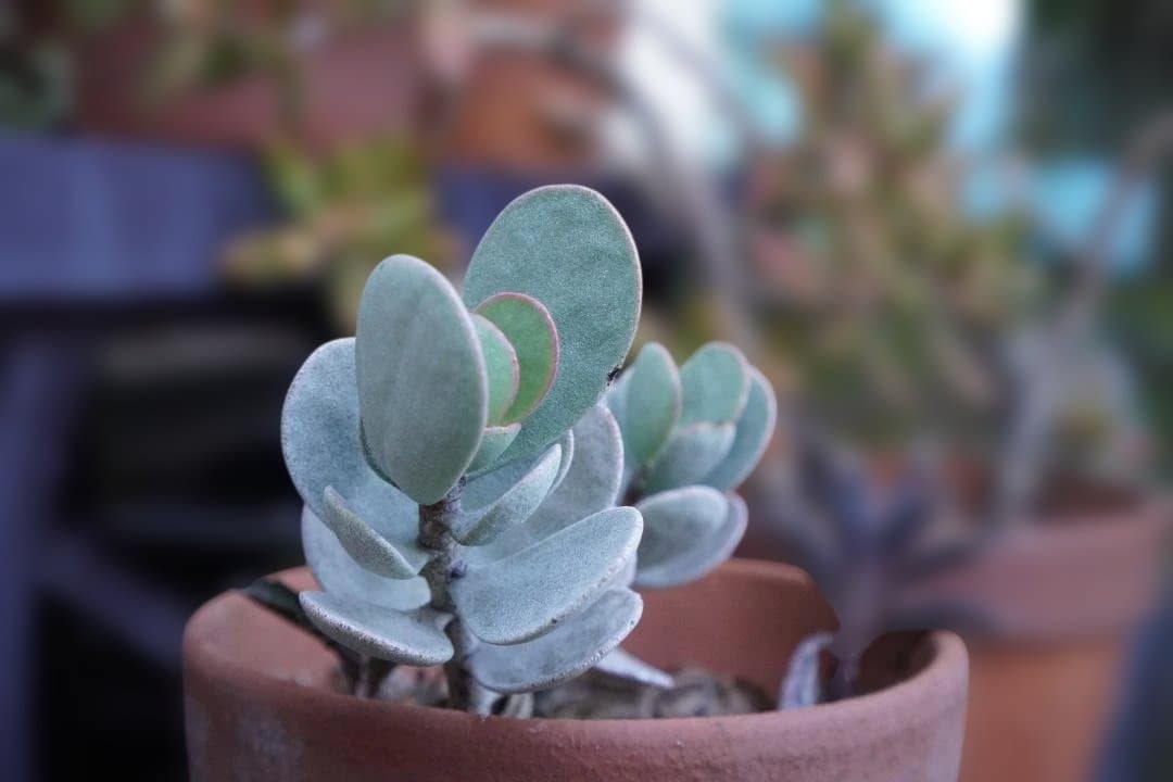 SONY 単焦点レンズ E 35mm F1.8 ソニー SEL35F18