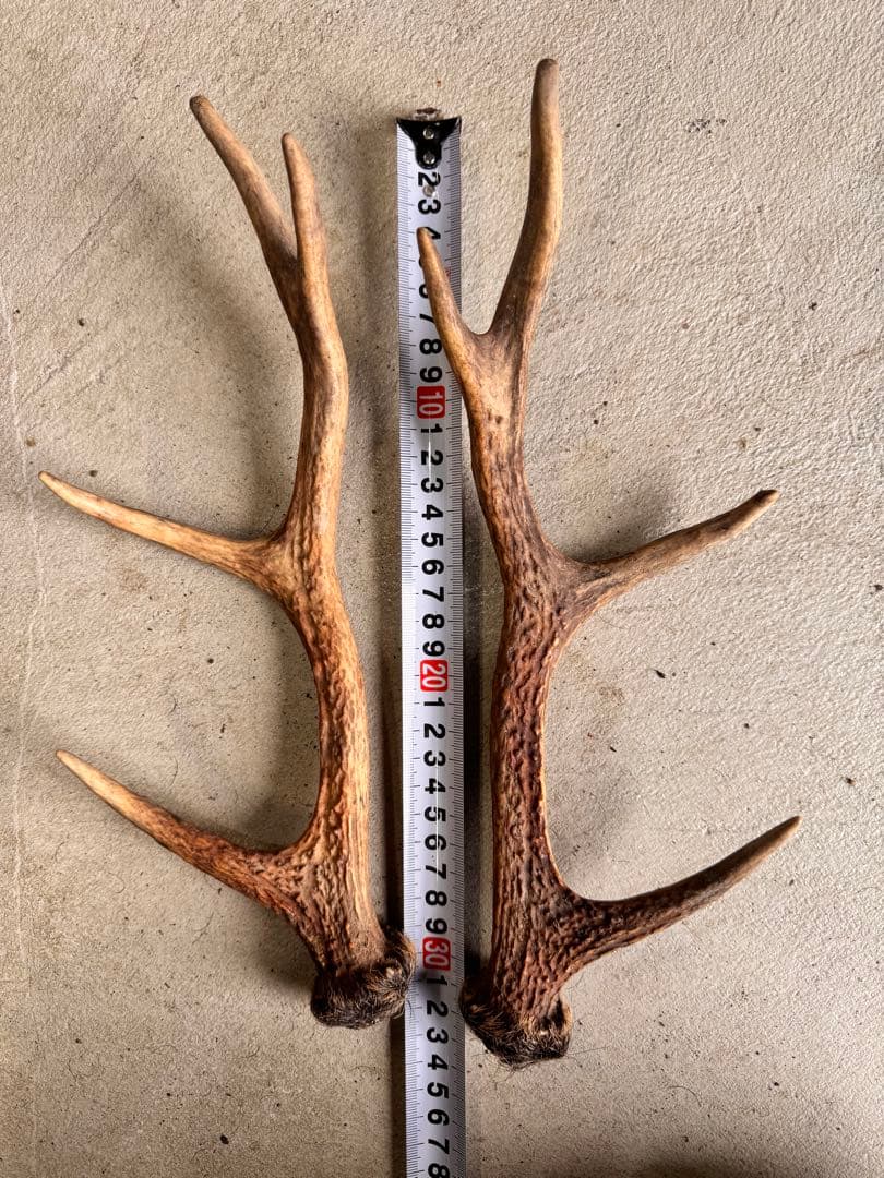 日本鹿の角 10対(20本セット) No.3