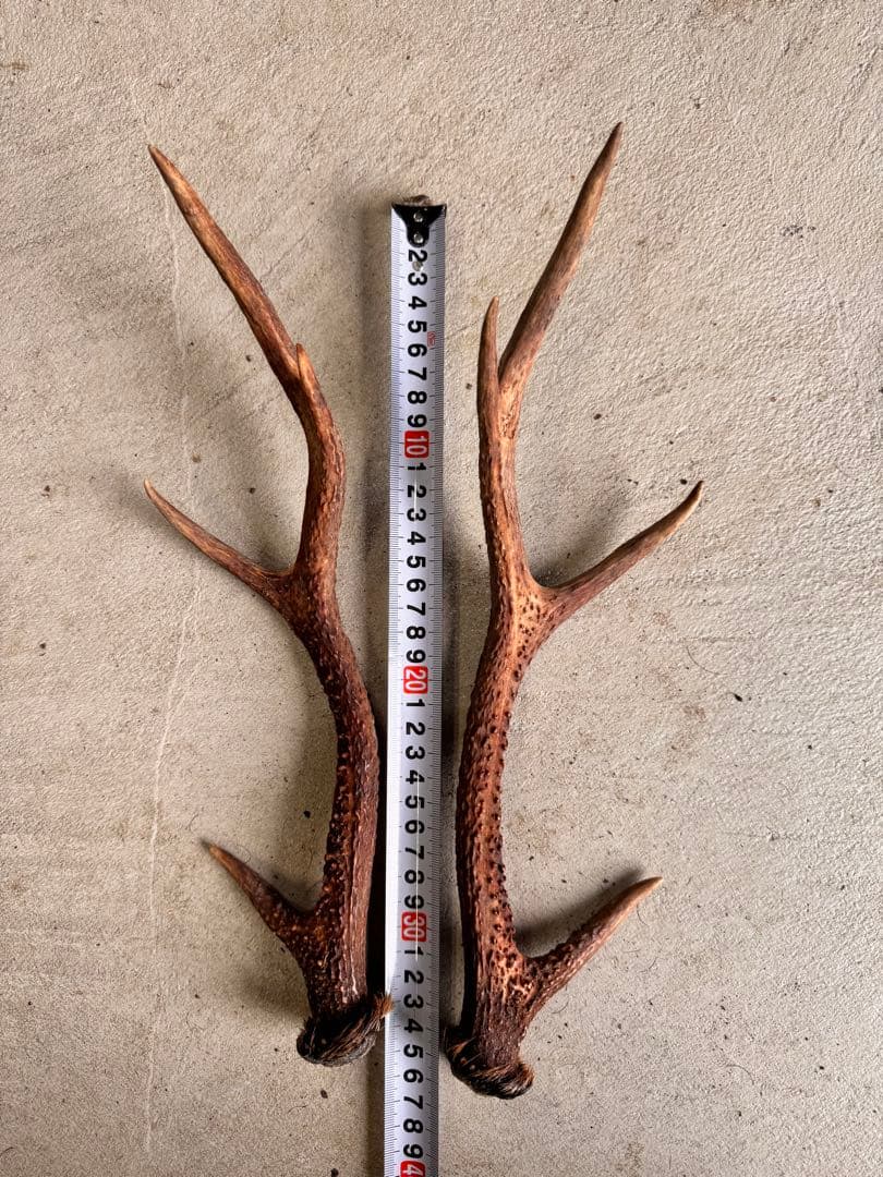 日本鹿の角 10対(20本セット) No.3