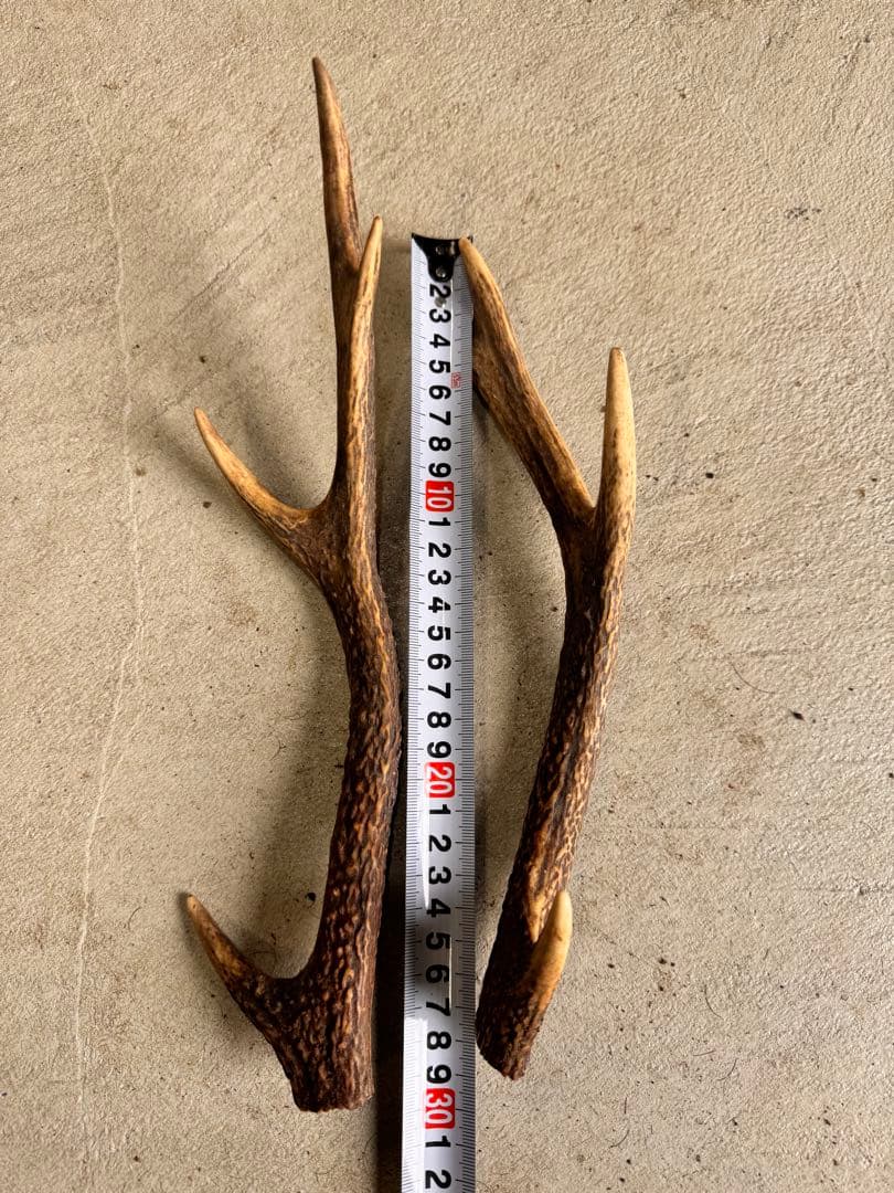日本鹿の角 10対(20本セット) No.3