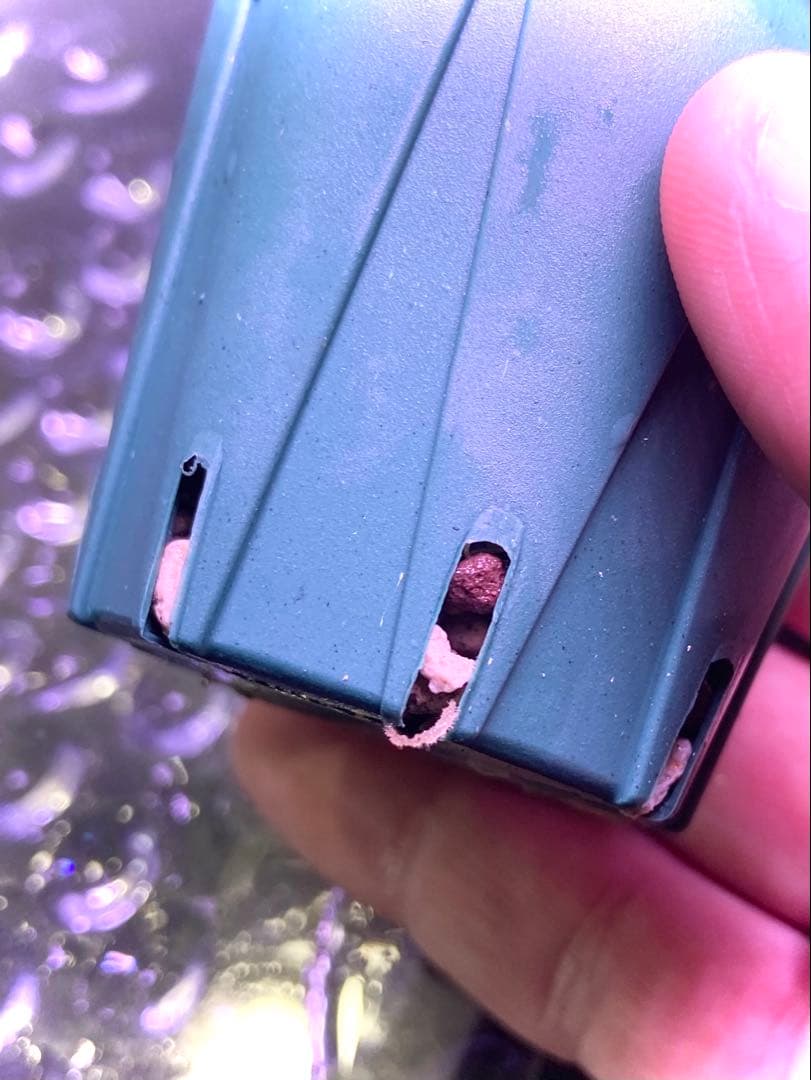 ブセファランドラ sp, ピンクバリエガータ 水上葉