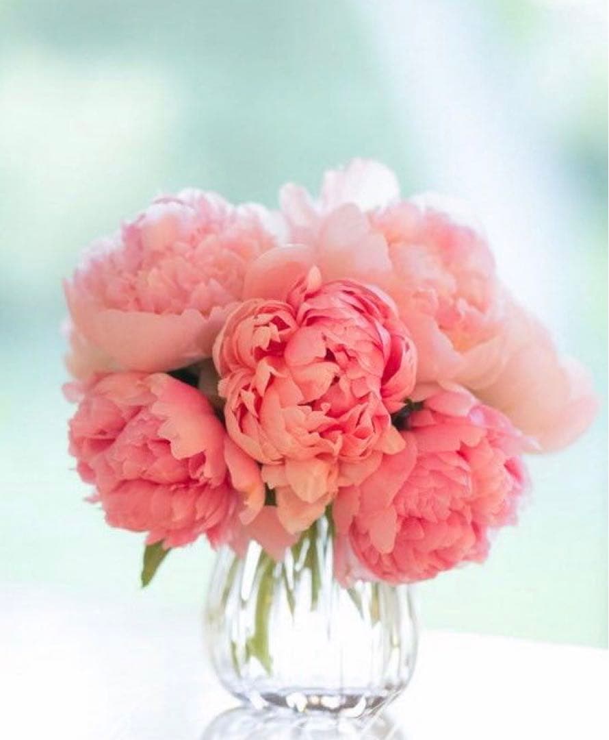 こずのネイビーL