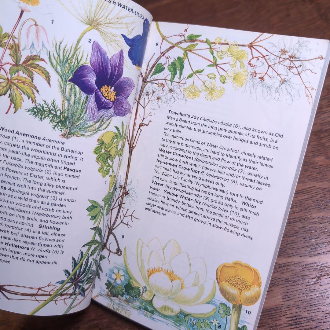 ボタニカルアートが散りばめられた洋書　ボタニカルカード　ボタニカル図鑑洋書