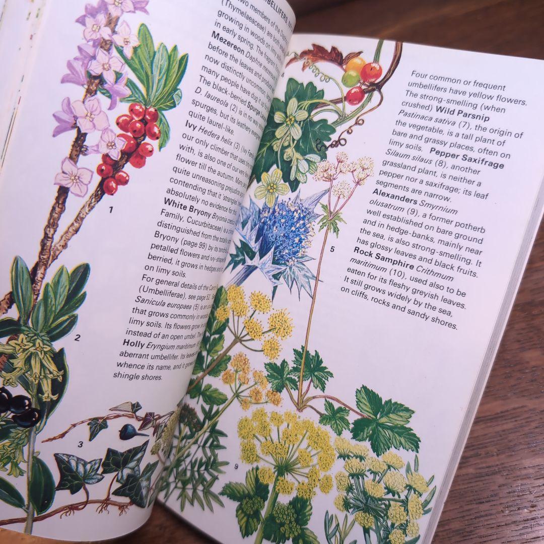 ボタニカルアートが散りばめられた洋書　ボタニカルカード　ボタニカル図鑑洋書