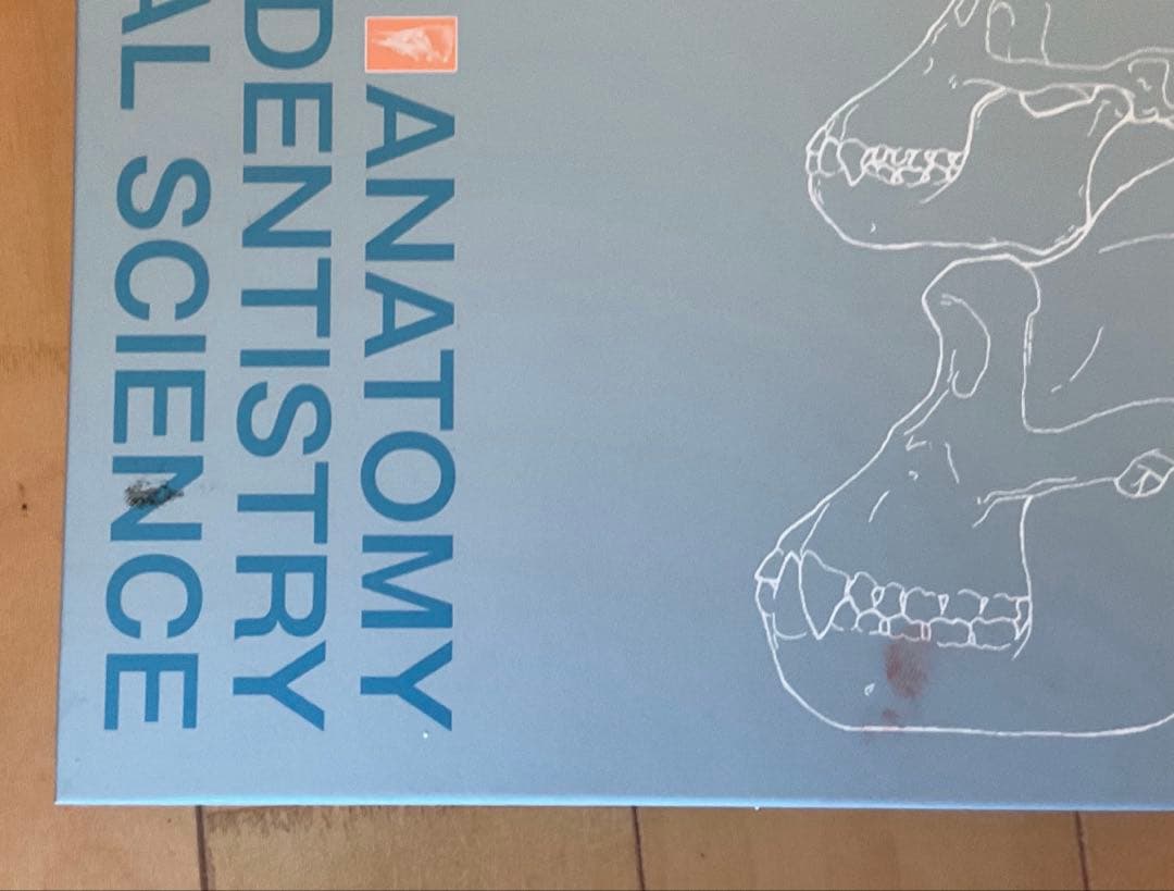 顎顔面成長の基本原理