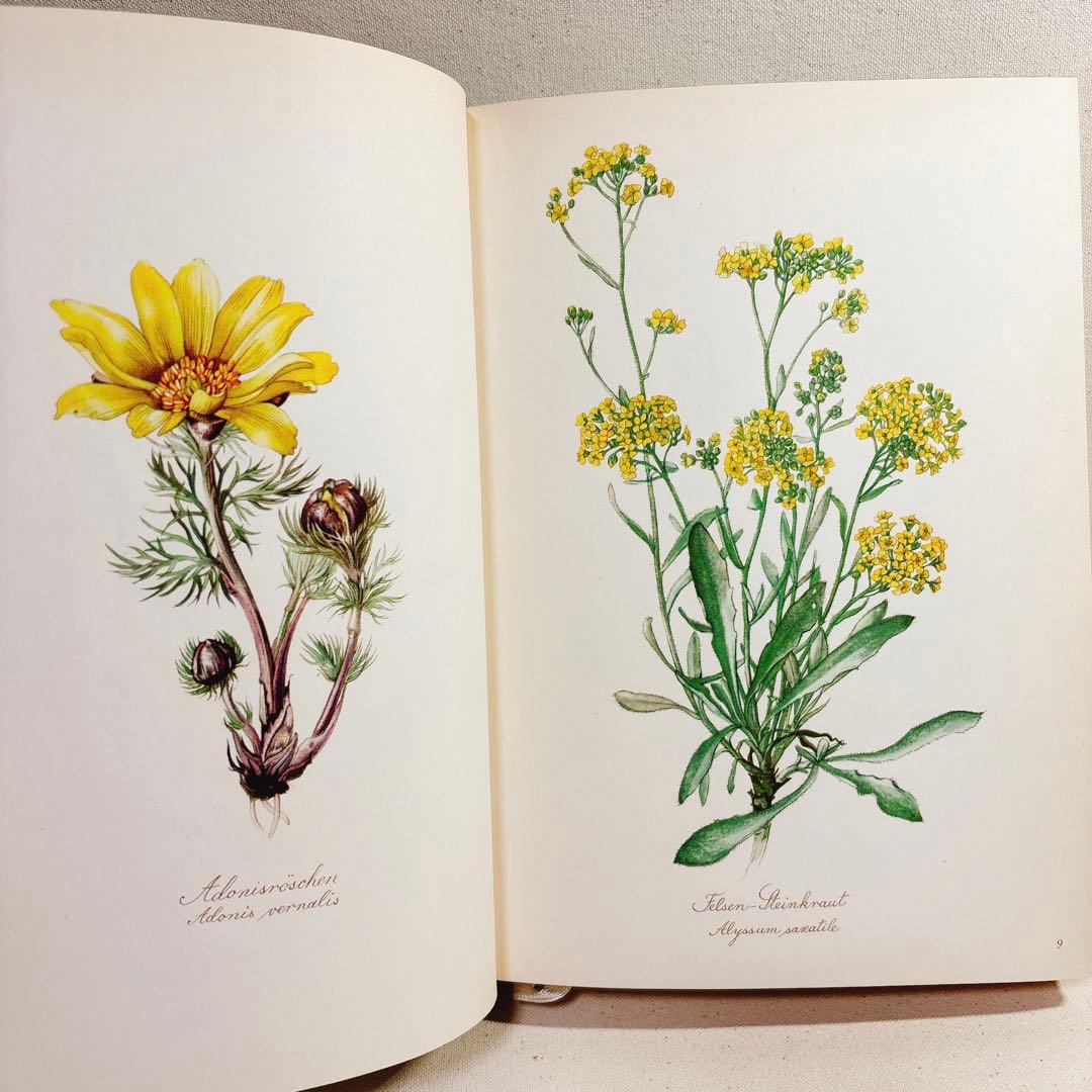 美しい植物画 Elsa Felsko 植物図鑑2冊 Blumen 洋書 すずらん