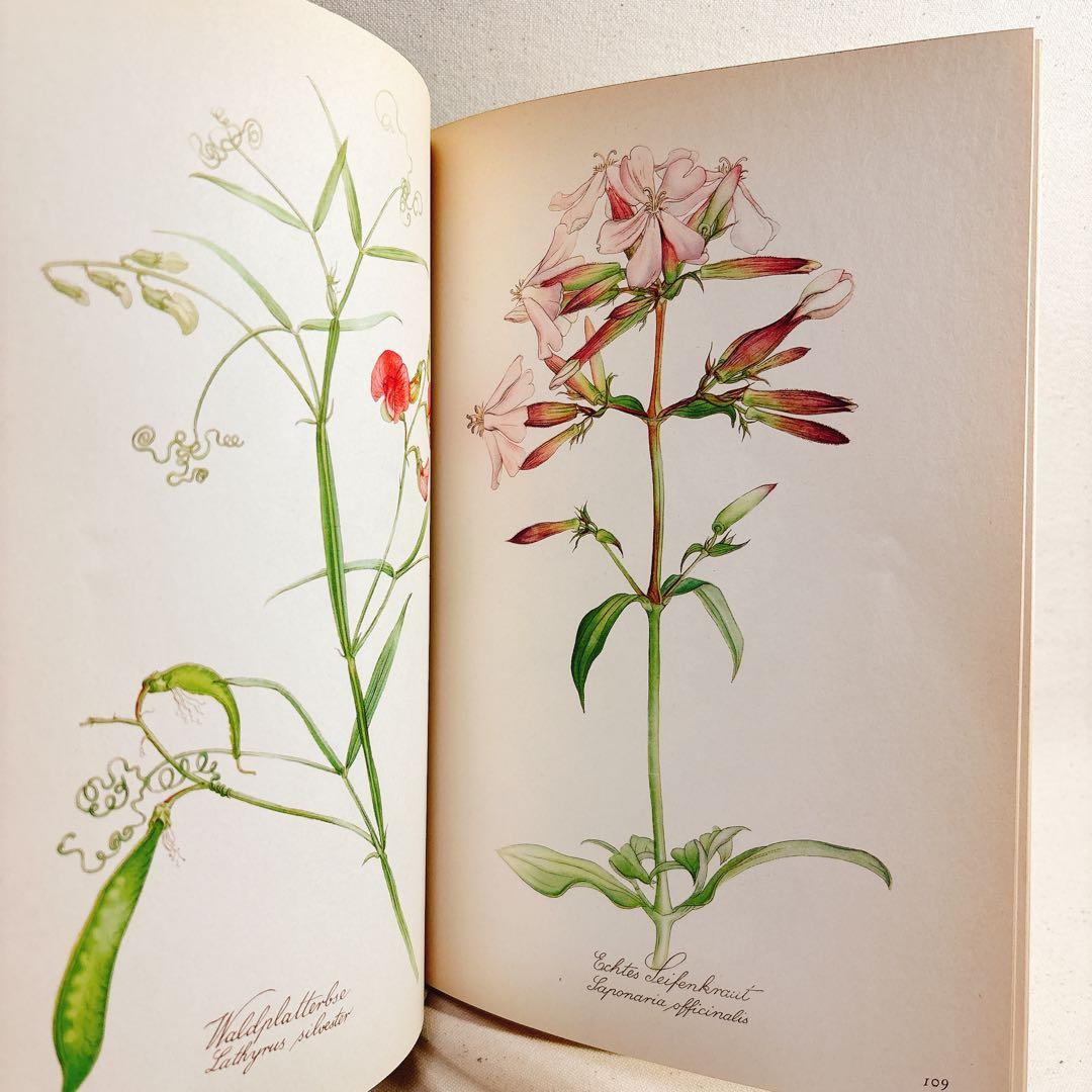美しい植物画 Elsa Felsko 植物図鑑2冊 Blumen 洋書 すずらん