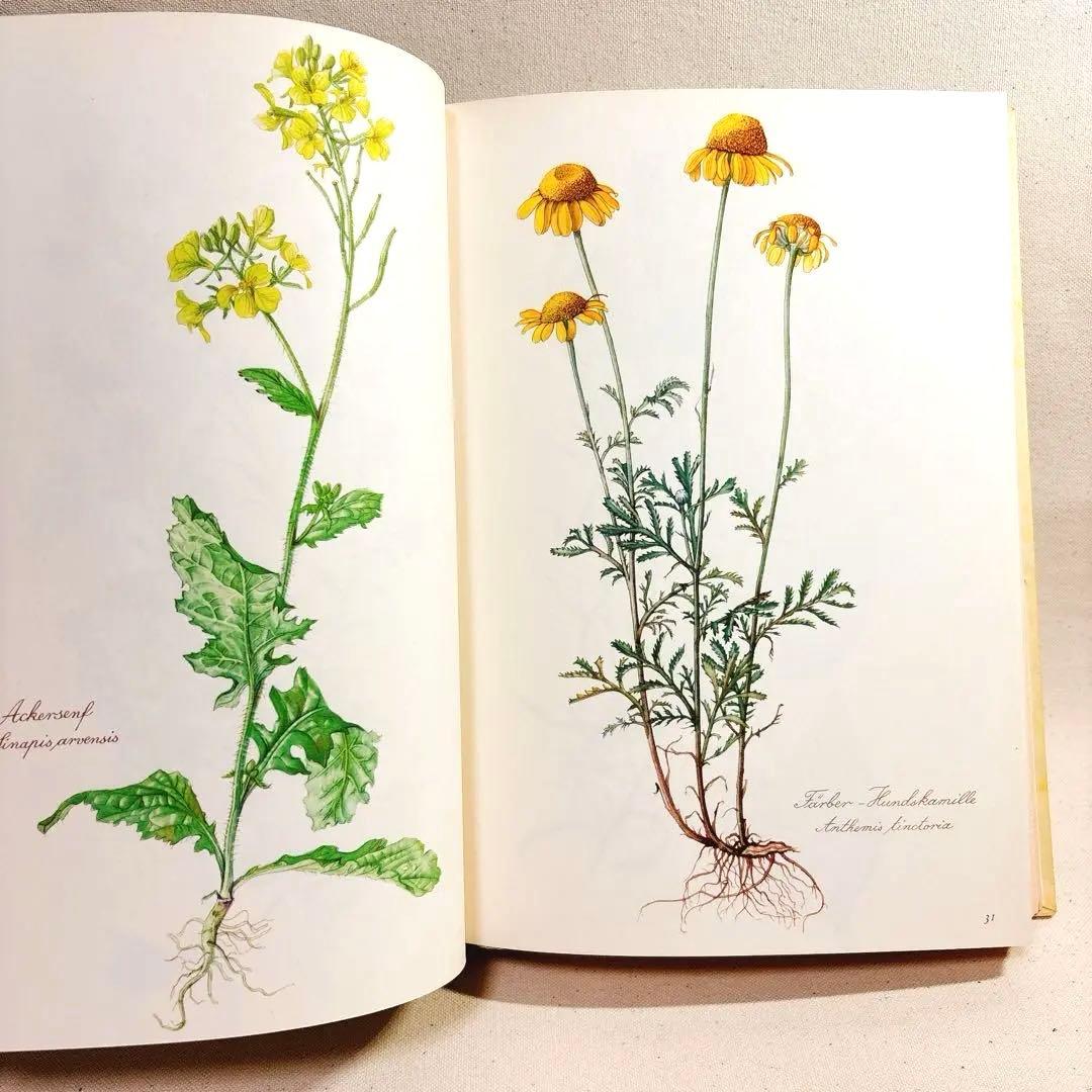 美しい植物画 Elsa Felsko 植物図鑑2冊 Blumen 洋書 すずらん