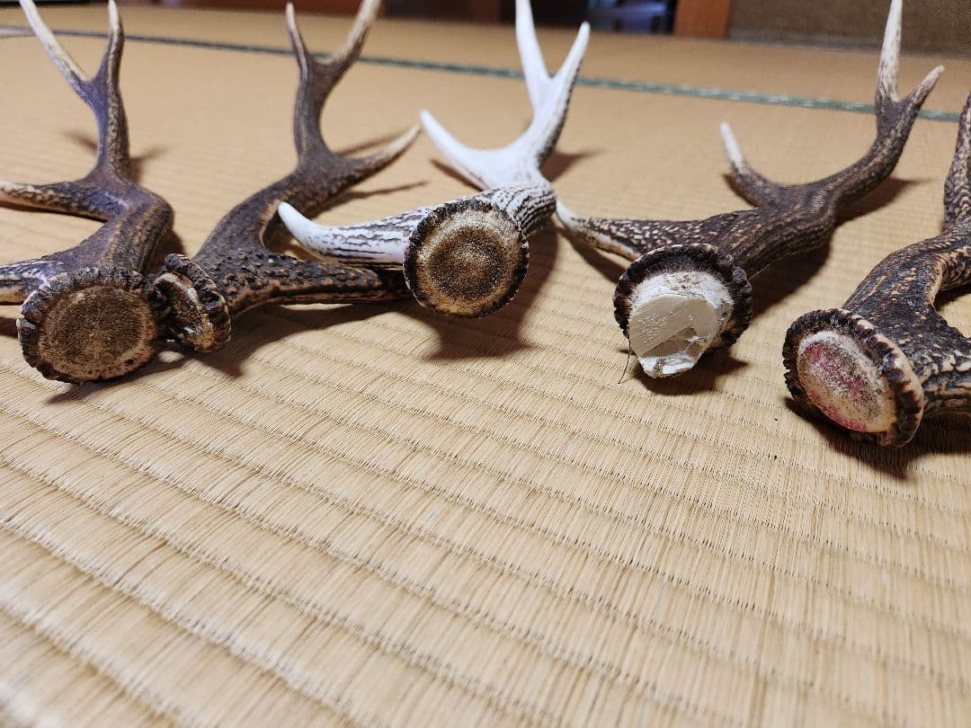 《天然物》　鹿の角5本セット