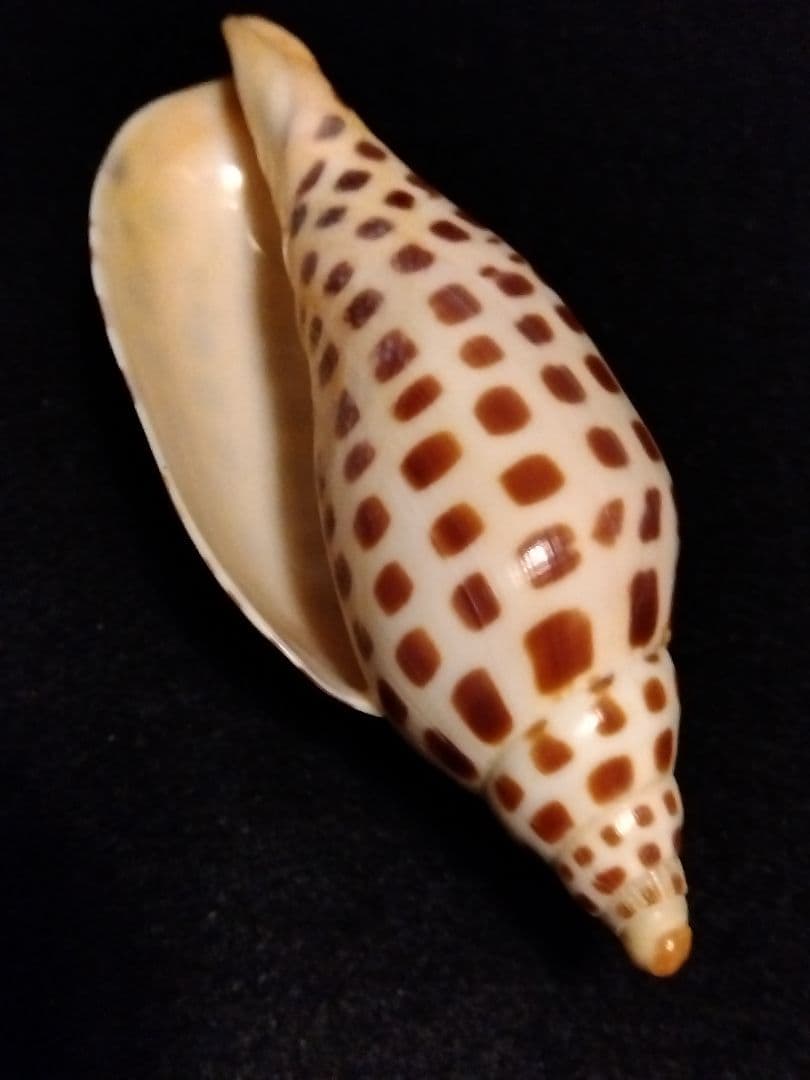 貝殻の標本　リュウグウボラ（ガクフボラ科）