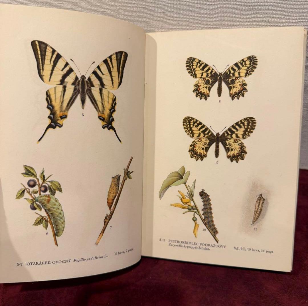 129②チェコ蝶々図鑑　2冊セット　洋書古書　ジャンクジャーナル　ボタンニカル