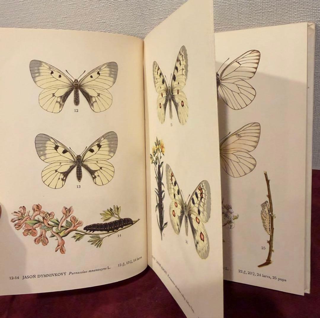 129②チェコ蝶々図鑑　2冊セット　洋書古書　ジャンクジャーナル　ボタンニカル