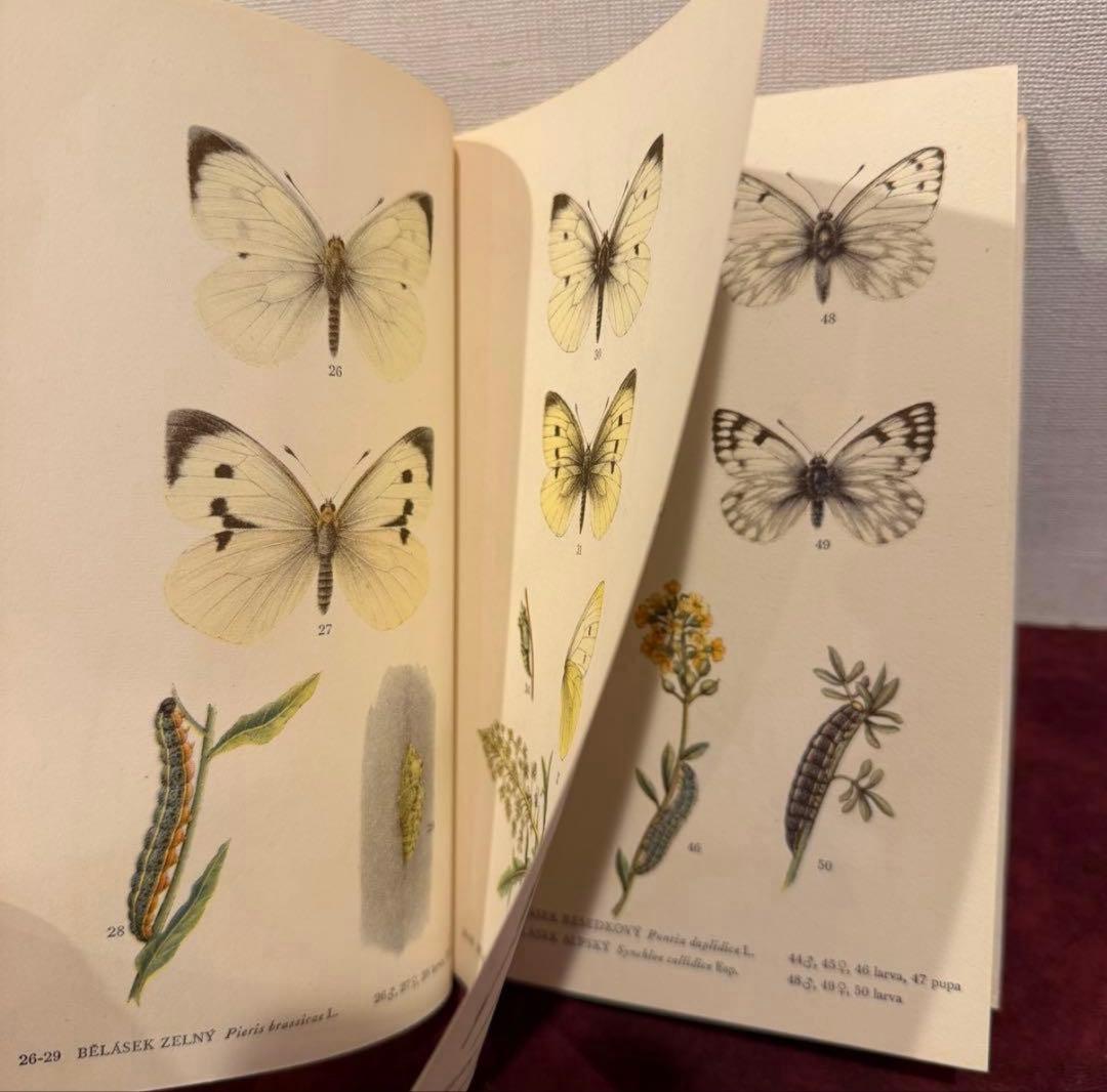 129②チェコ蝶々図鑑　2冊セット　洋書古書　ジャンクジャーナル　ボタンニカル