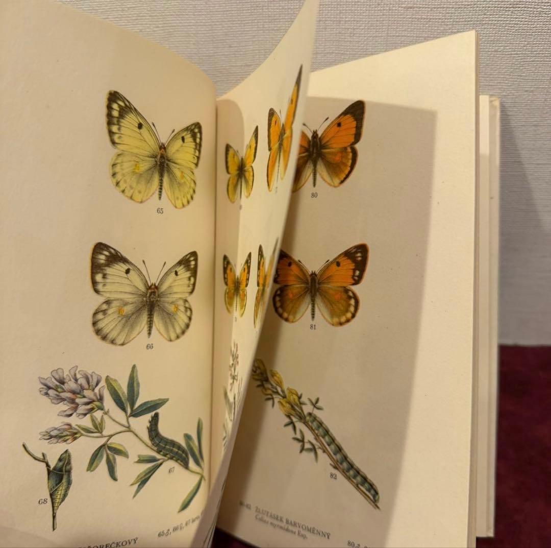 129②チェコ蝶々図鑑　2冊セット　洋書古書　ジャンクジャーナル　ボタンニカル