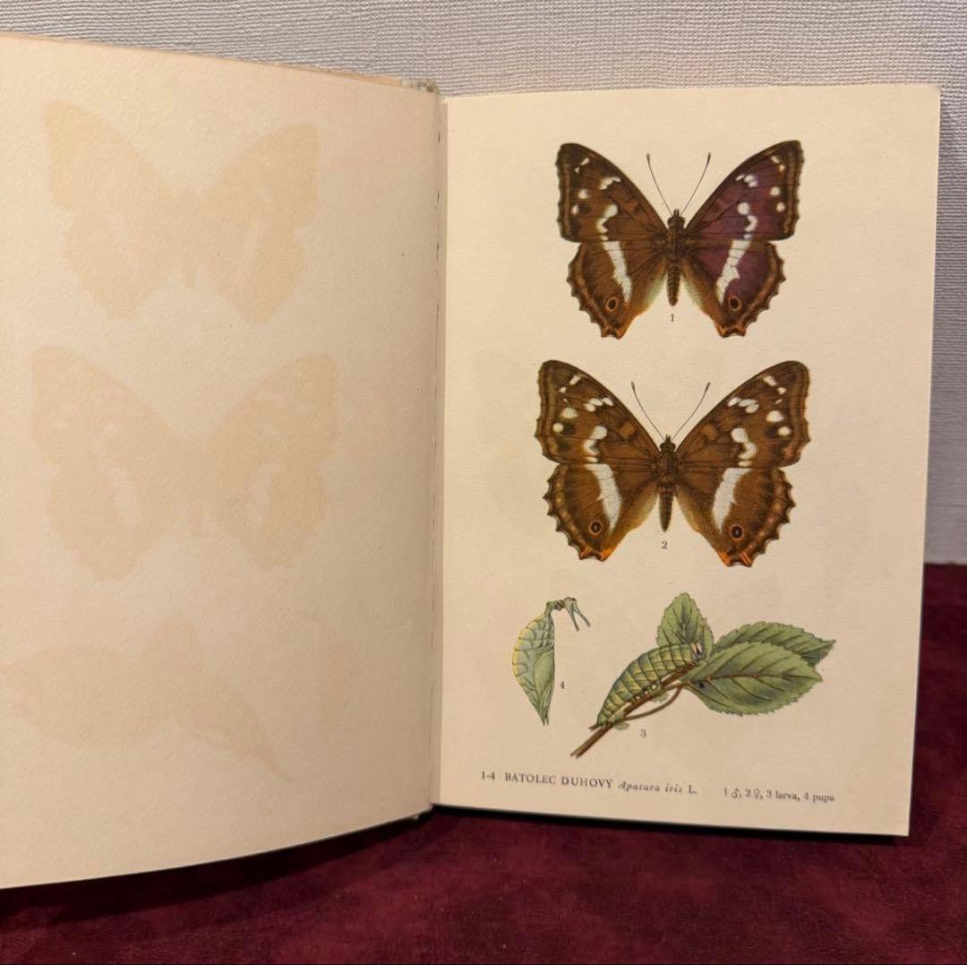 129②チェコ蝶々図鑑　2冊セット　洋書古書　ジャンクジャーナル　ボタンニカル