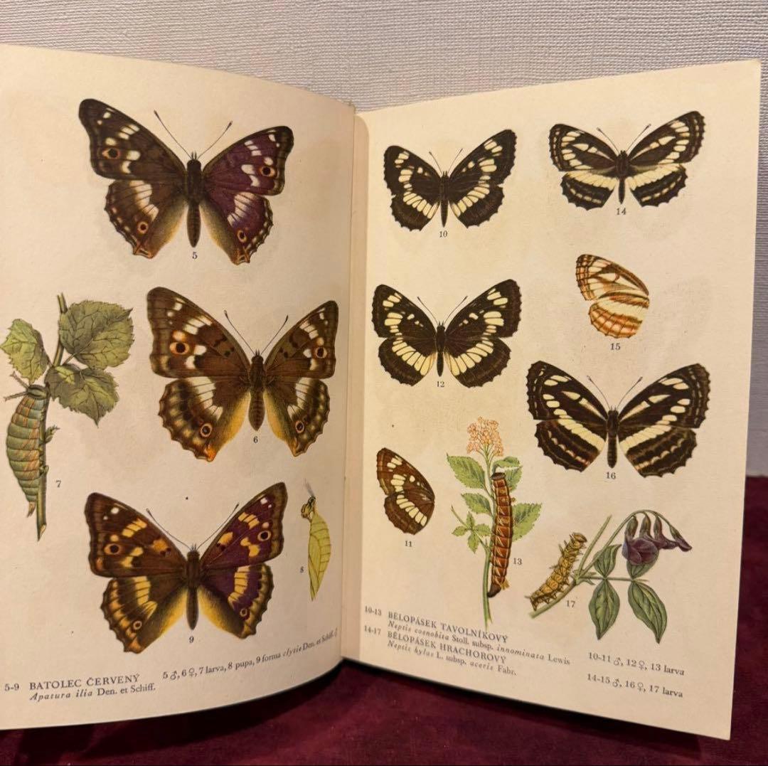 129②チェコ蝶々図鑑　2冊セット　洋書古書　ジャンクジャーナル　ボタンニカル