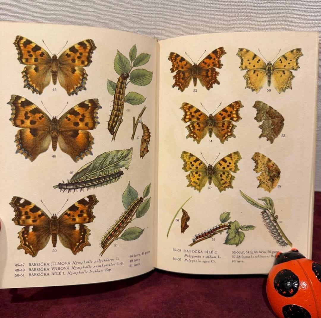 129②チェコ蝶々図鑑　2冊セット　洋書古書　ジャンクジャーナル　ボタンニカル