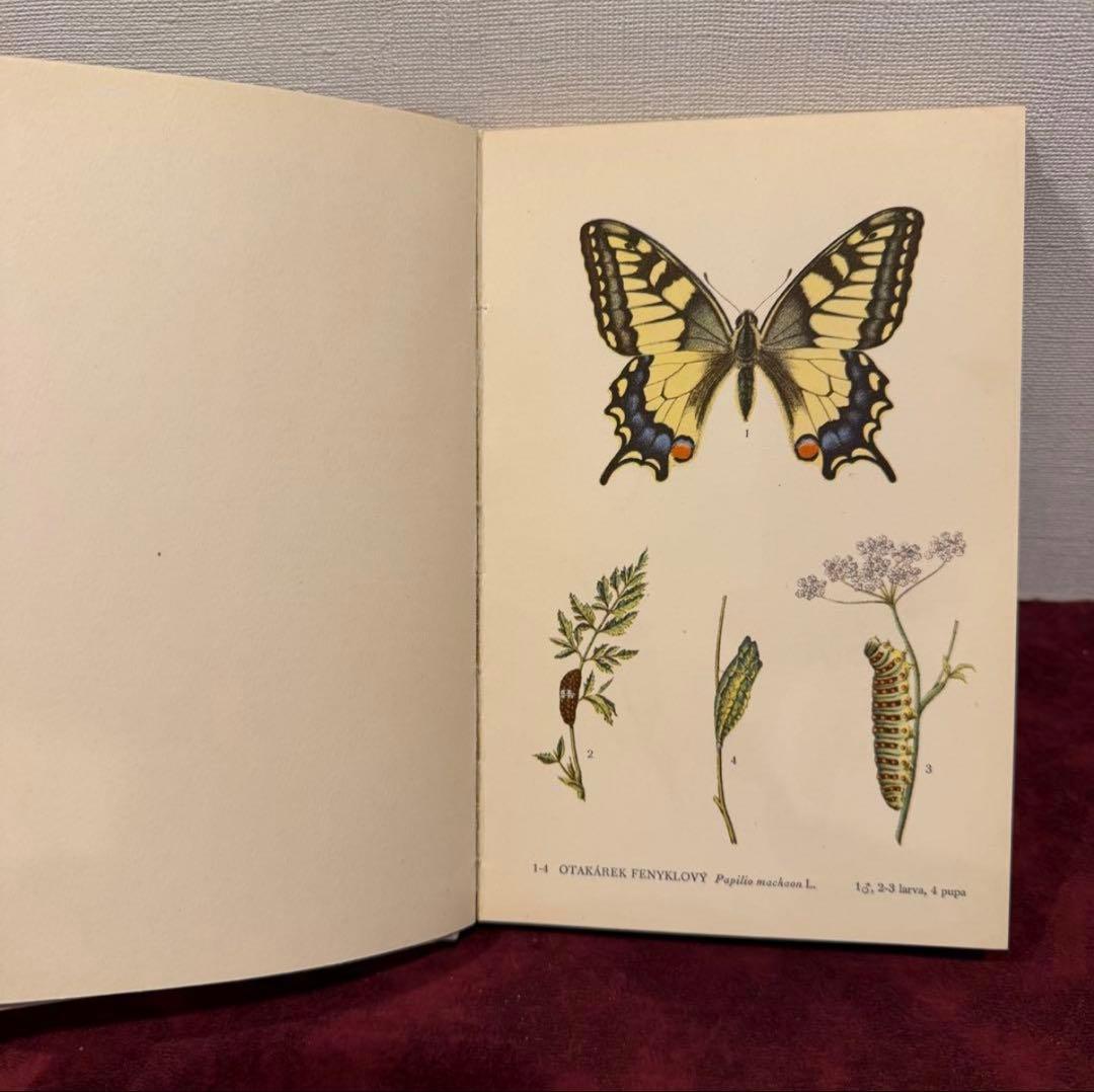 129②チェコ蝶々図鑑　2冊セット　洋書古書　ジャンクジャーナル　ボタンニカル