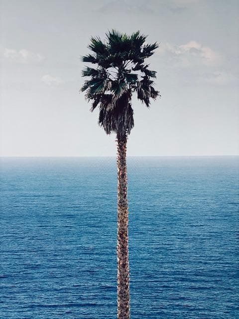 Palm tree/seascape/ジョン バルデッサリ/額装ポスター