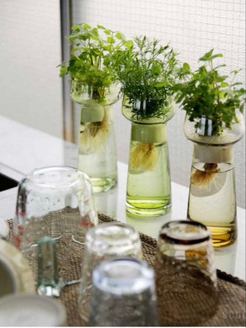 新品未使用 ホルムガード セレブレイト　クリア 2個 ヒヤシンス scope