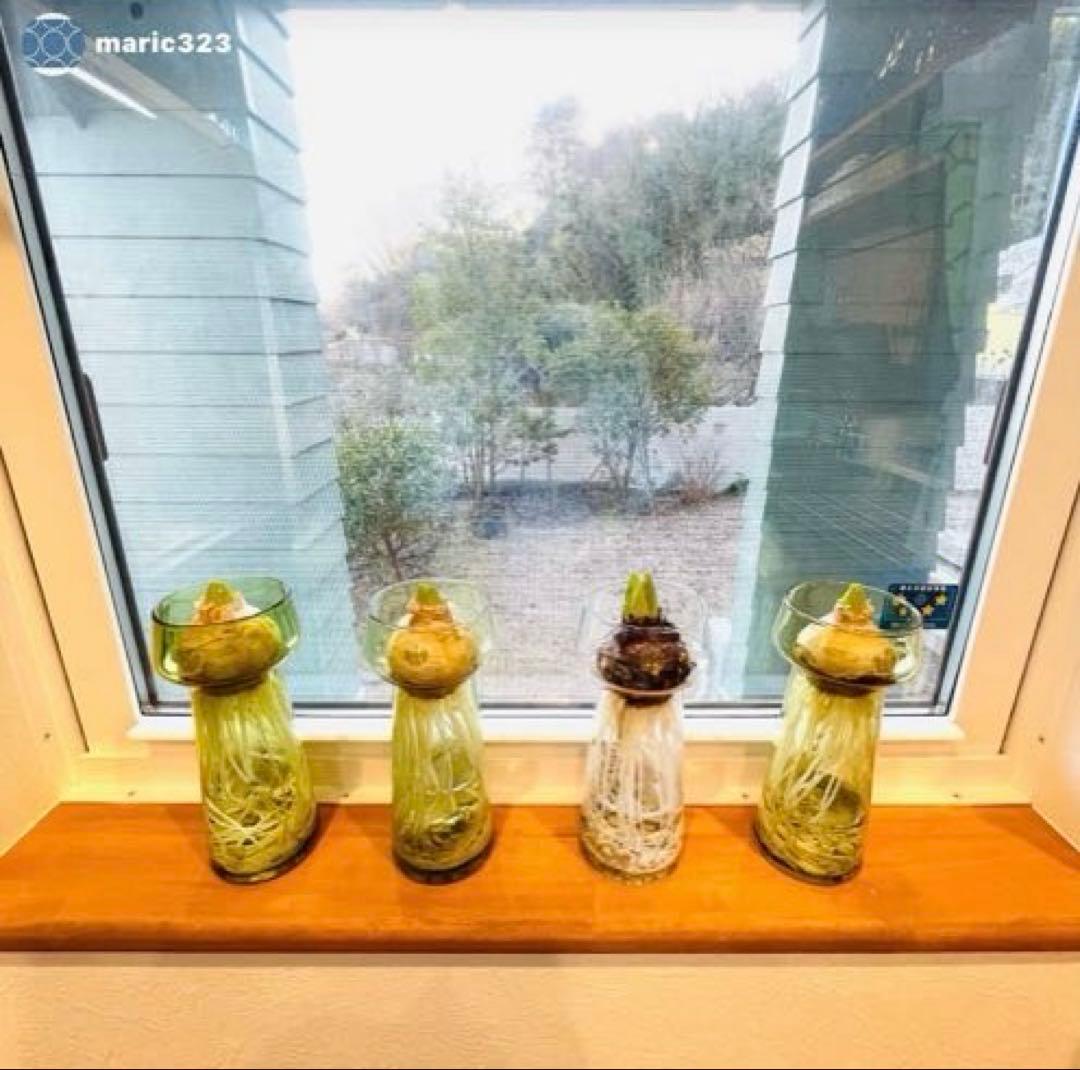 新品未使用 ホルムガード セレブレイト　クリア 2個 ヒヤシンス scope