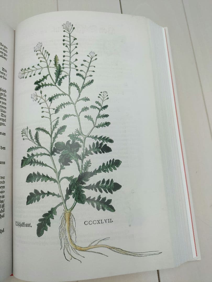 本◆Leonhart Fuchs◆英語◆ハーブ◆M-2507IN3