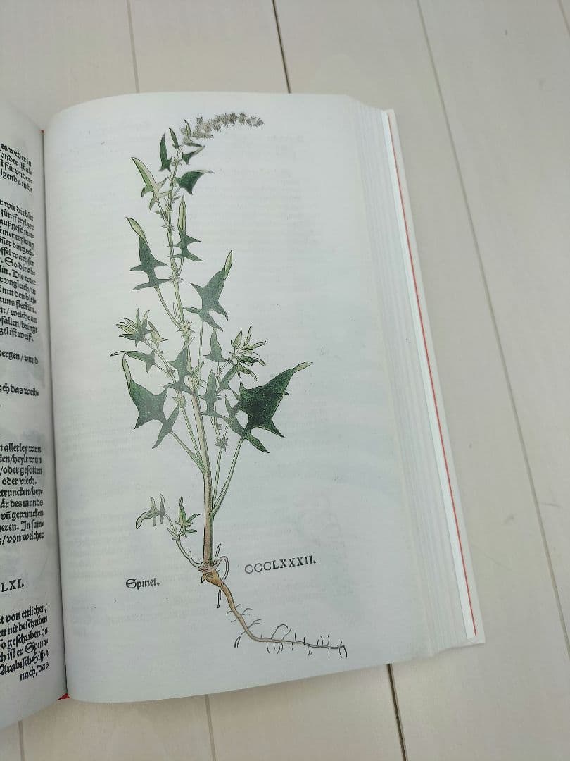 本◆Leonhart Fuchs◆英語◆ハーブ◆M-2507IN3