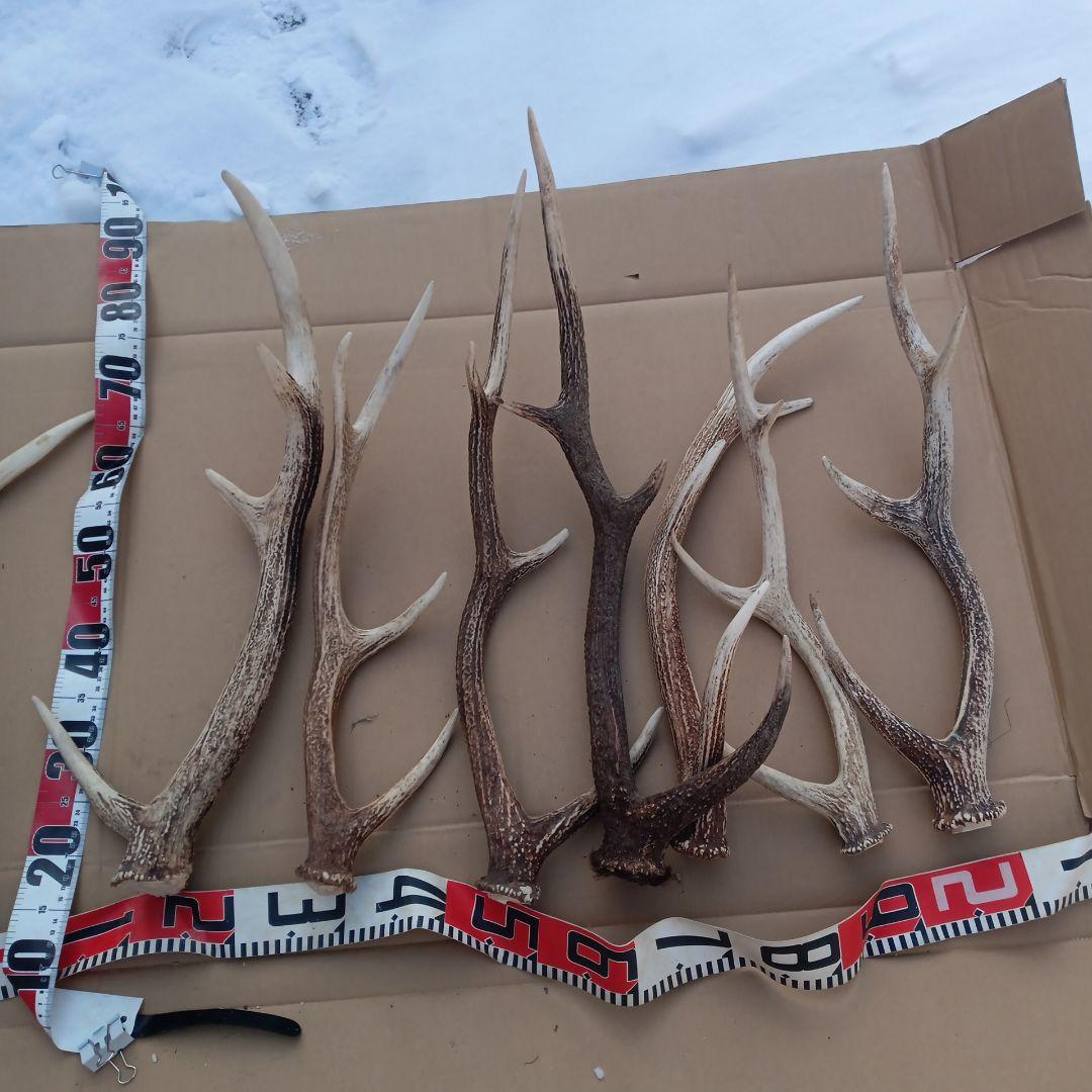 ク*ト様 蝦夷鹿の角 犬用おもちゃ、工芸品などに ５番